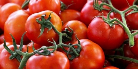 Koliko često zalijevati sadnice paradajza na prozorskoj dasci